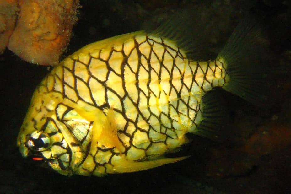 Pineapplefish bisa menghasilkan cahaya