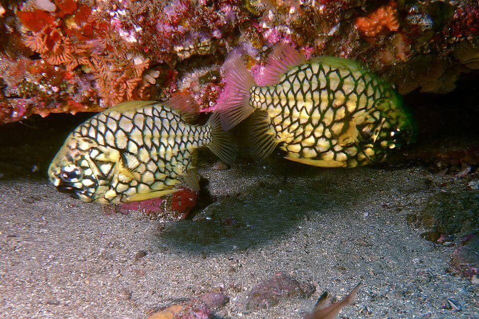 Pineapplefish perenang yang lambat