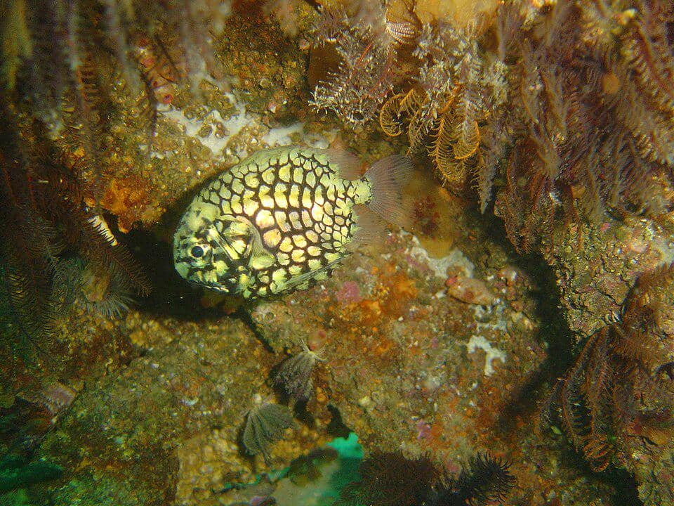 Pineapplefish punya umur lebih panjang di akuarium