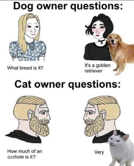 meme kucing tentang pertanyaan