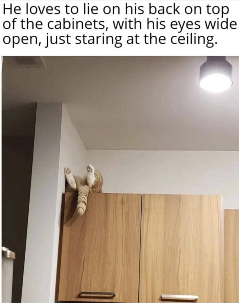 meme tempat nongkrong kucing