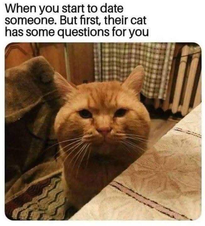 meme kucing tentang pertanyaan