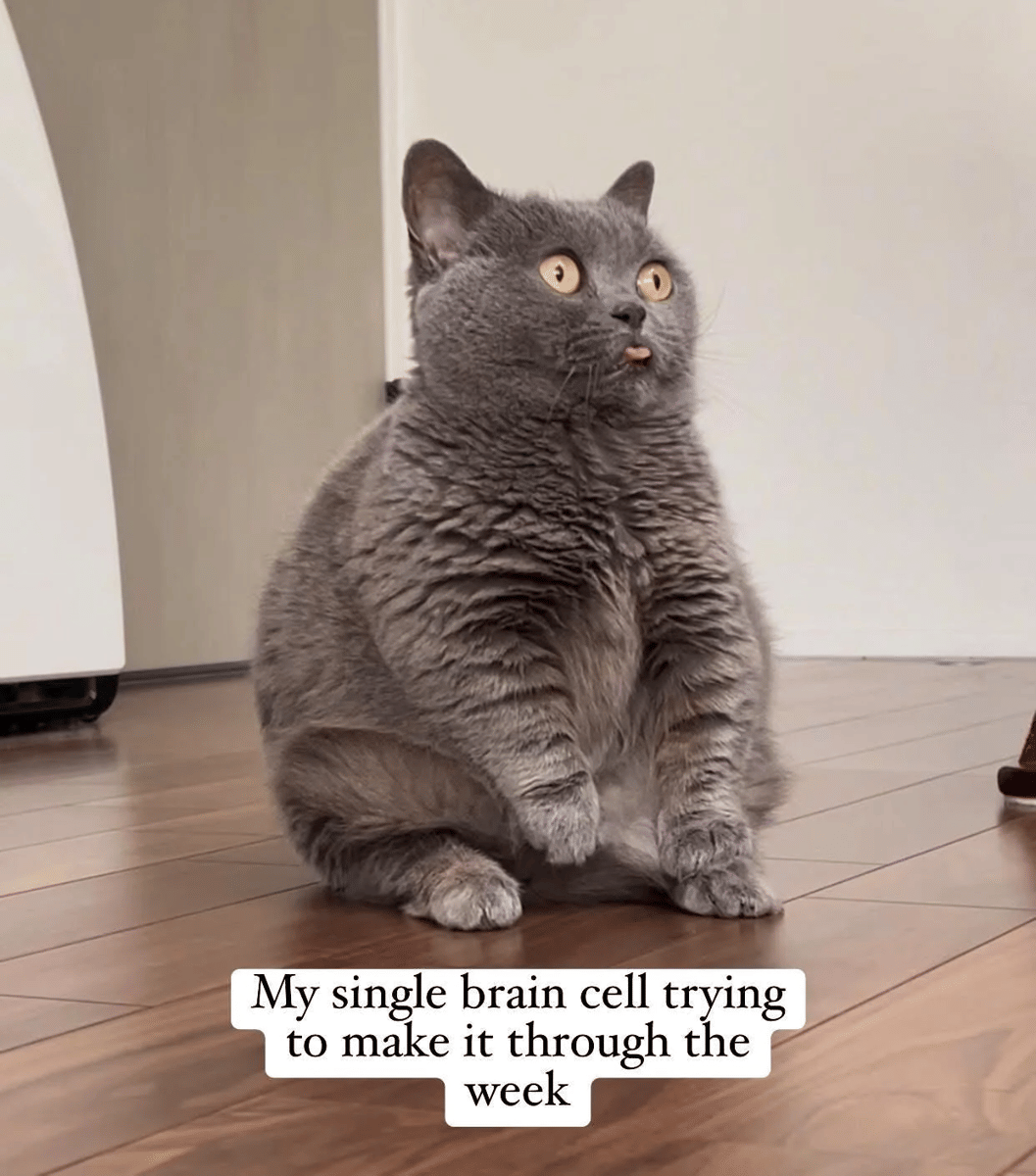 meme kucing tentang pekan