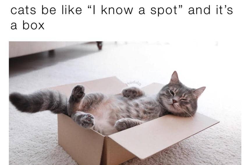 8 Meme Tempat Nongkrong Kucing, Kotak dan Lemari Jadi Favorit