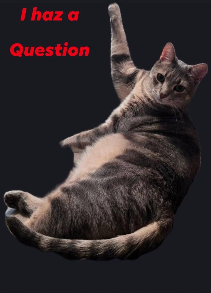 meme kucing tentang pertanyaan