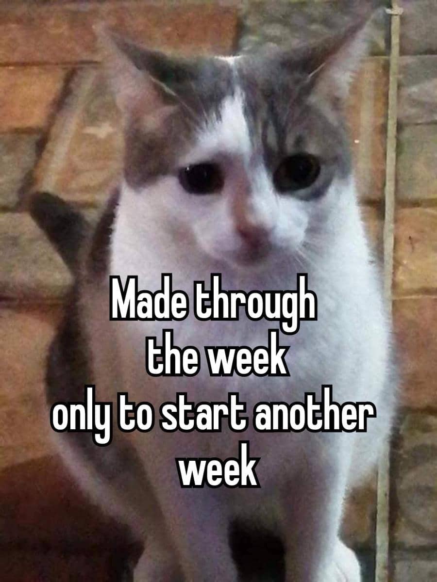 meme kucing tentang pekan
