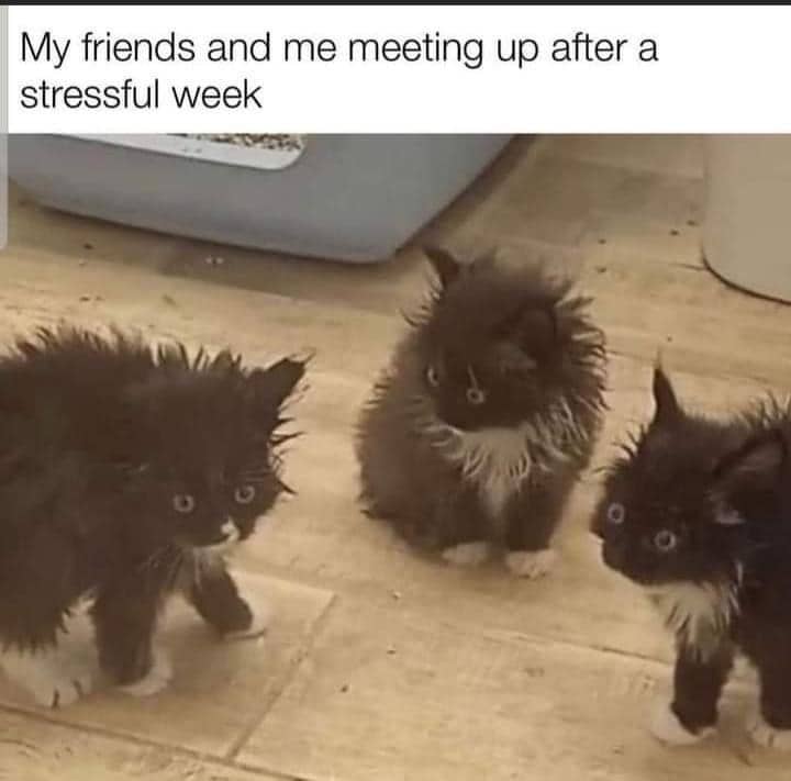 meme kucing tentang pekan