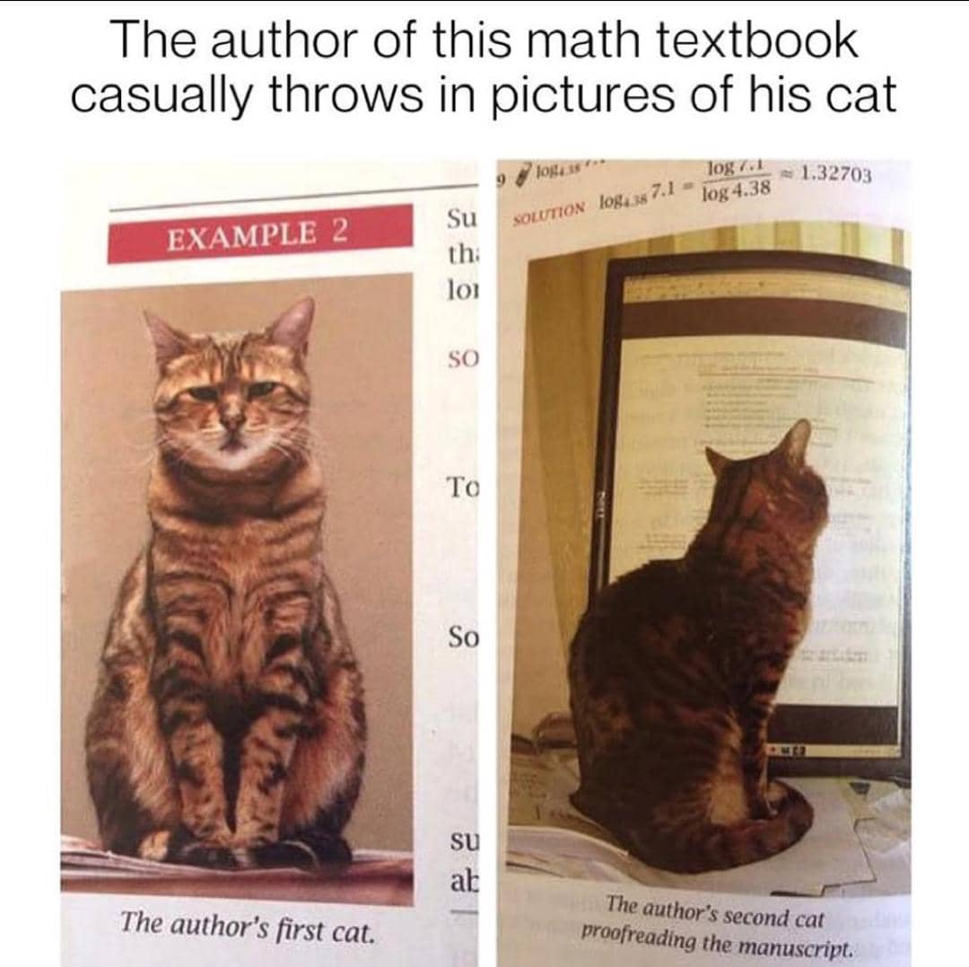 meme kucing tentang pertanyaan