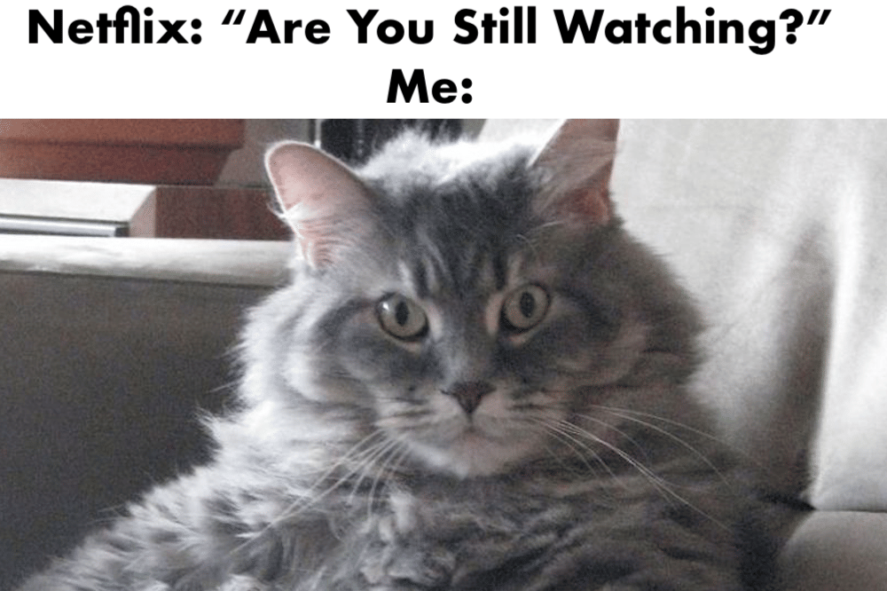 meme kucing tentang pertanyaan