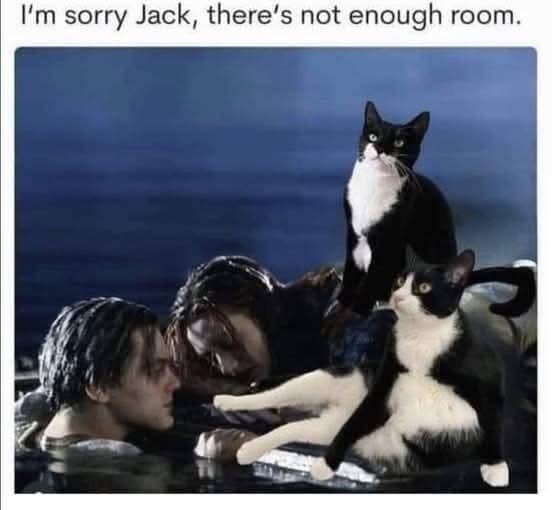meme tempat nongkrong kucing