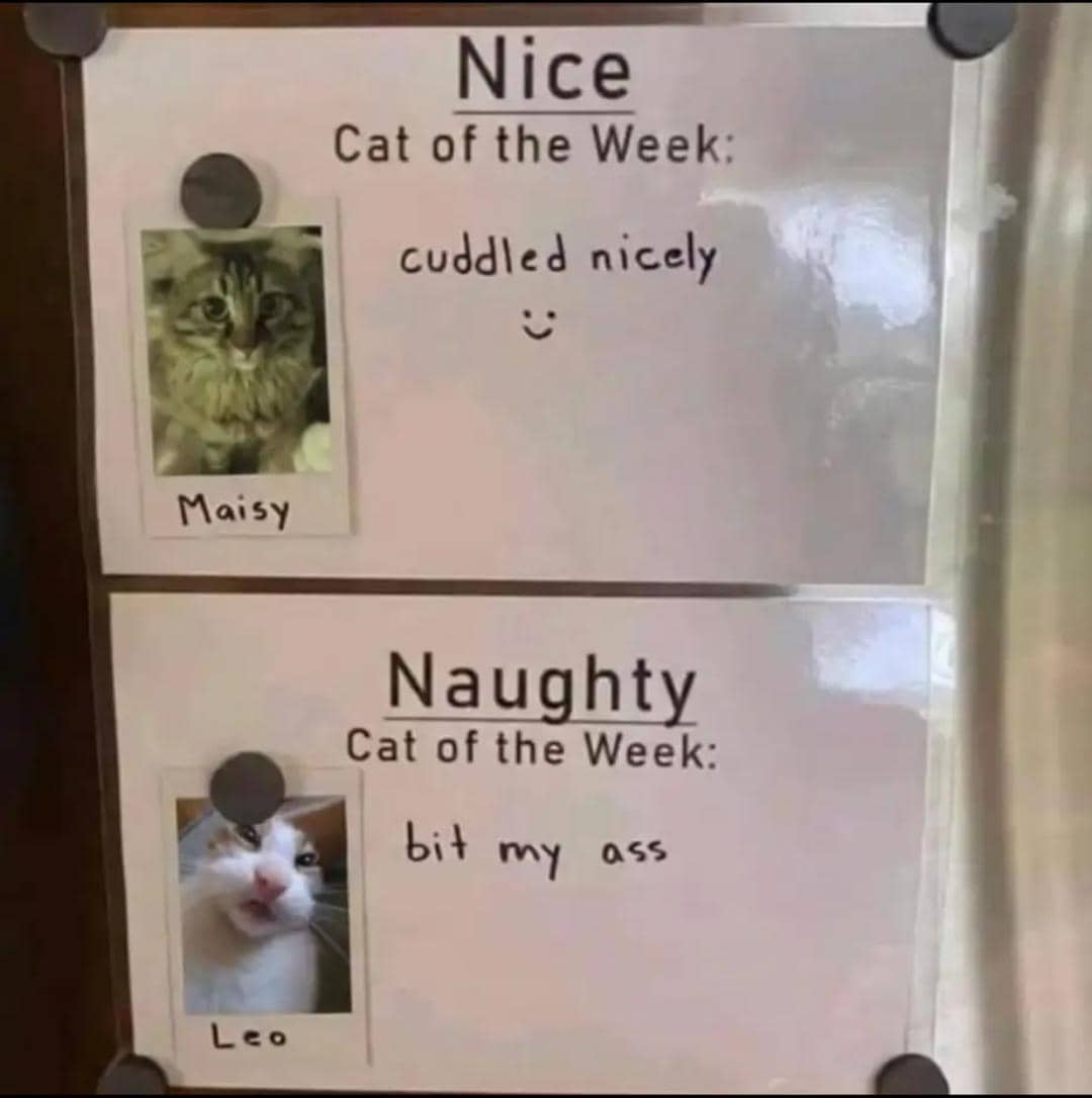 meme kucing tentang pekan