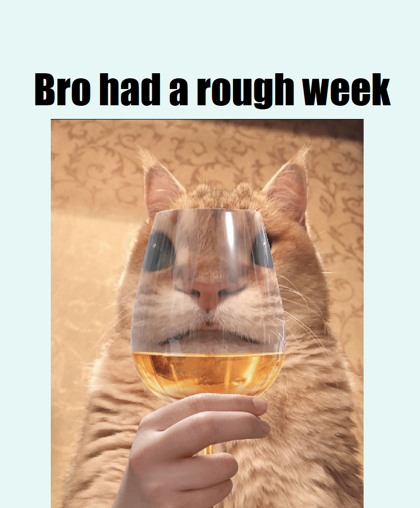 meme kucing tentang pekan
