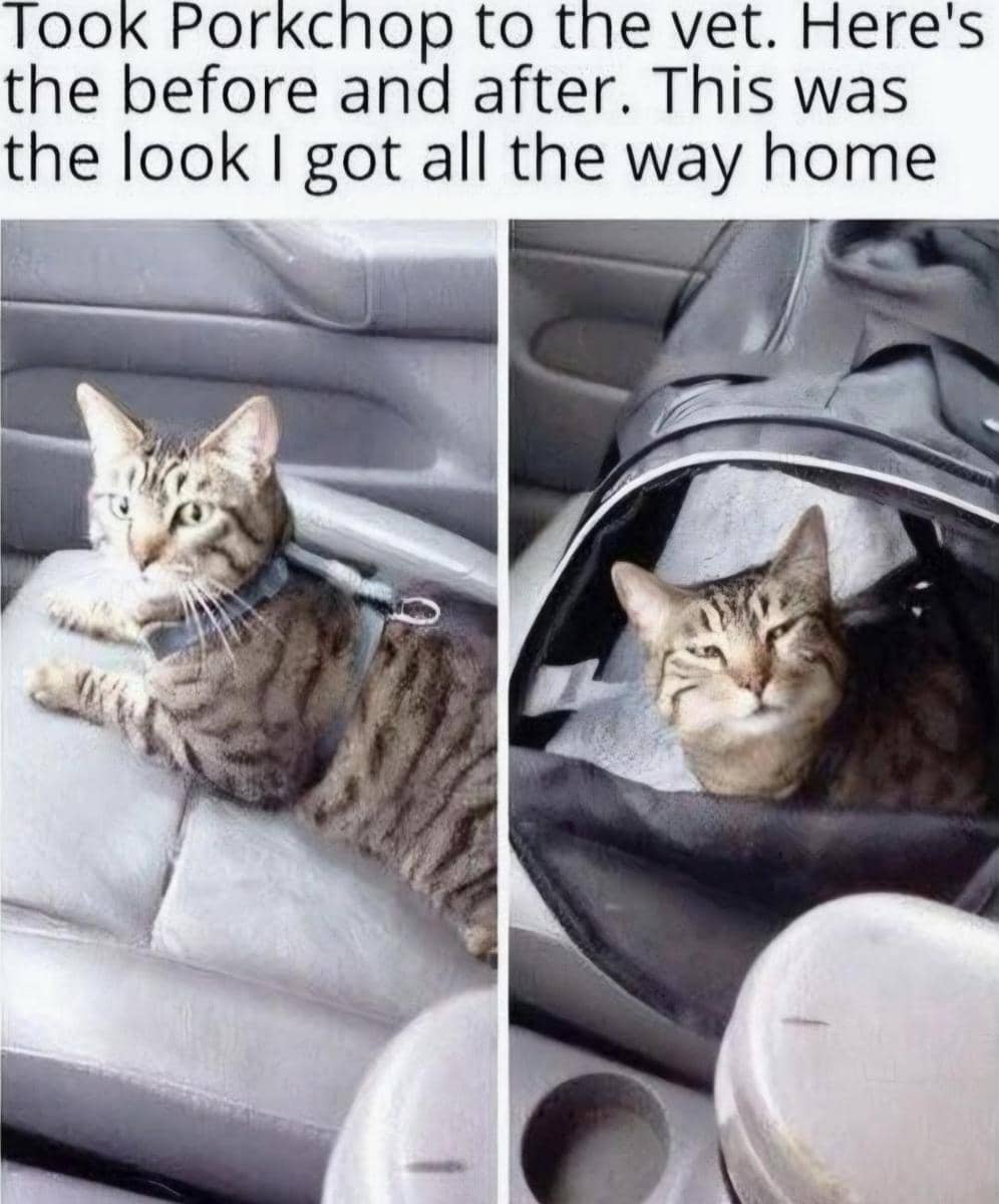 meme kucing tentang pertanyaan