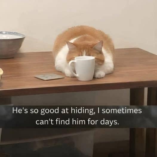 meme tempat nongkrong kucing