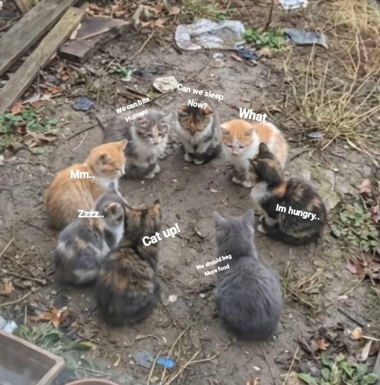 meme tempat nongkrong kucing