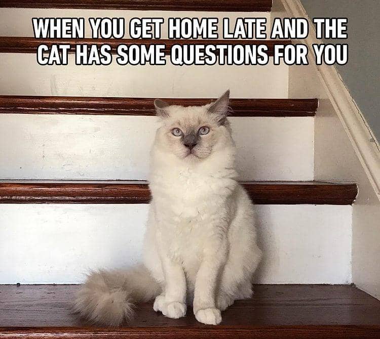meme kucing tentang pertanyaan
