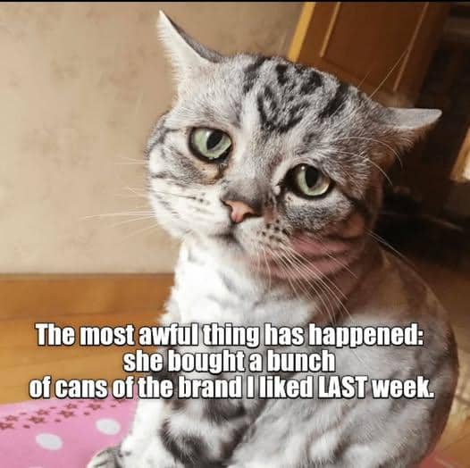 meme kucing tentang pekan