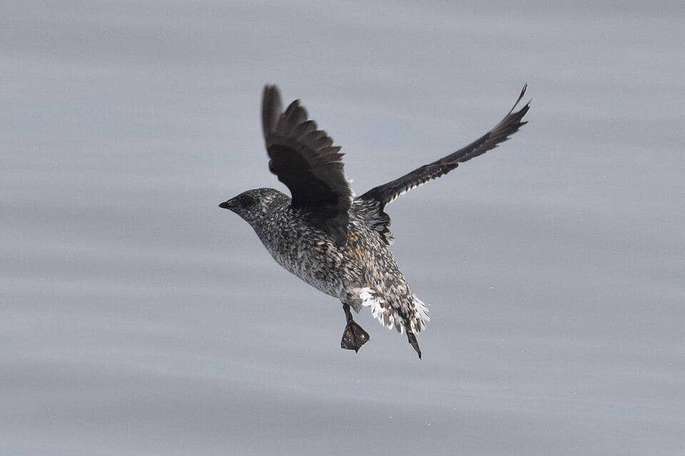 5 Fakta Kittlitz's Murrelet, Burung Laut yang Bergantung pada Es