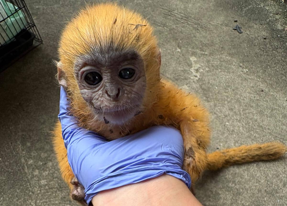 Anakan lutung kelabu berada di dalam kandang setelah ditemukan oleh masyarakat, berdasarkan dokumentasi BKSDA Sumsel.