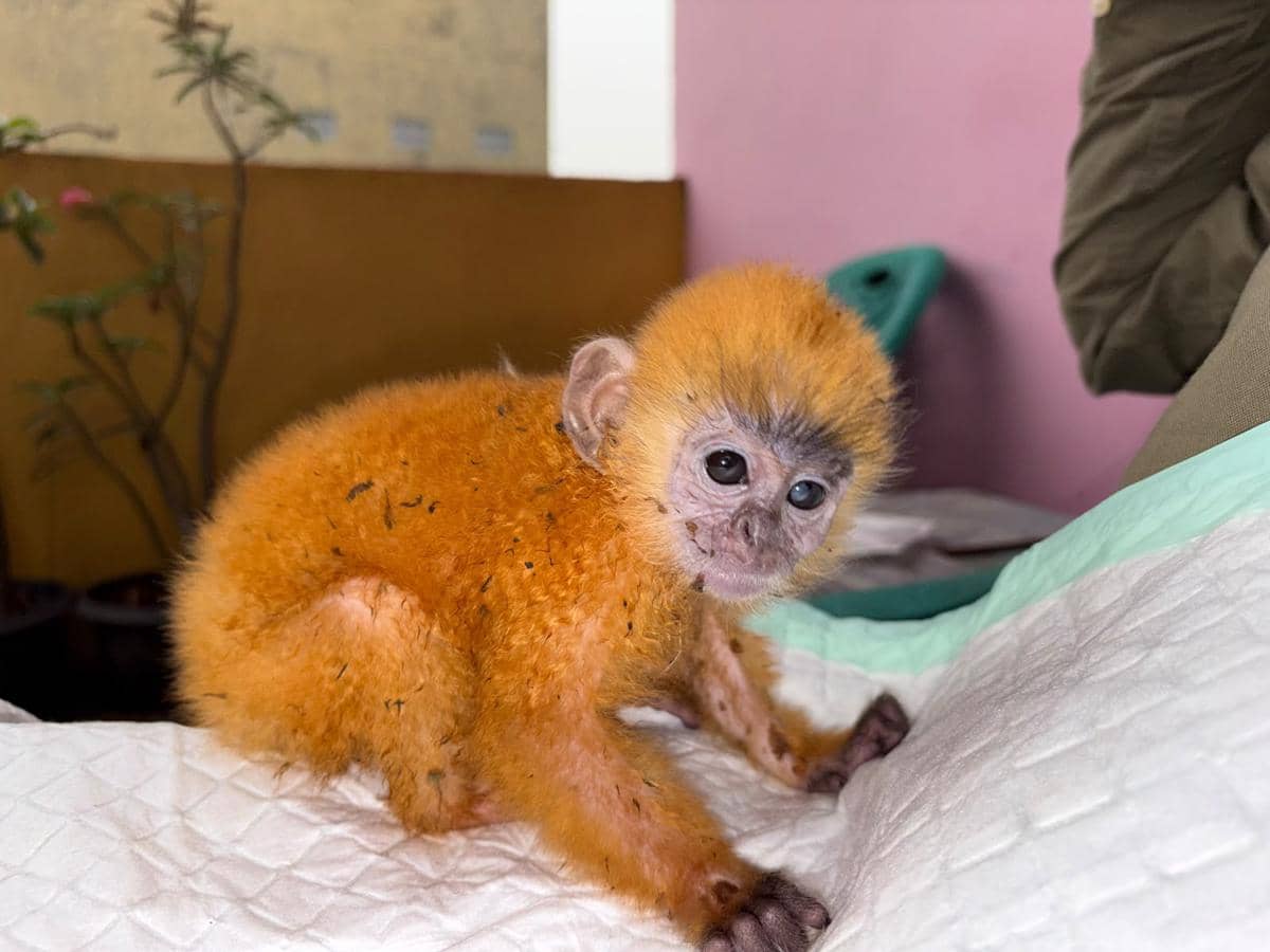 Penampakan Anakan Lutung yang Ditemukan Warga Prabumulih, Kini Diserahkan ke Punti Kayu