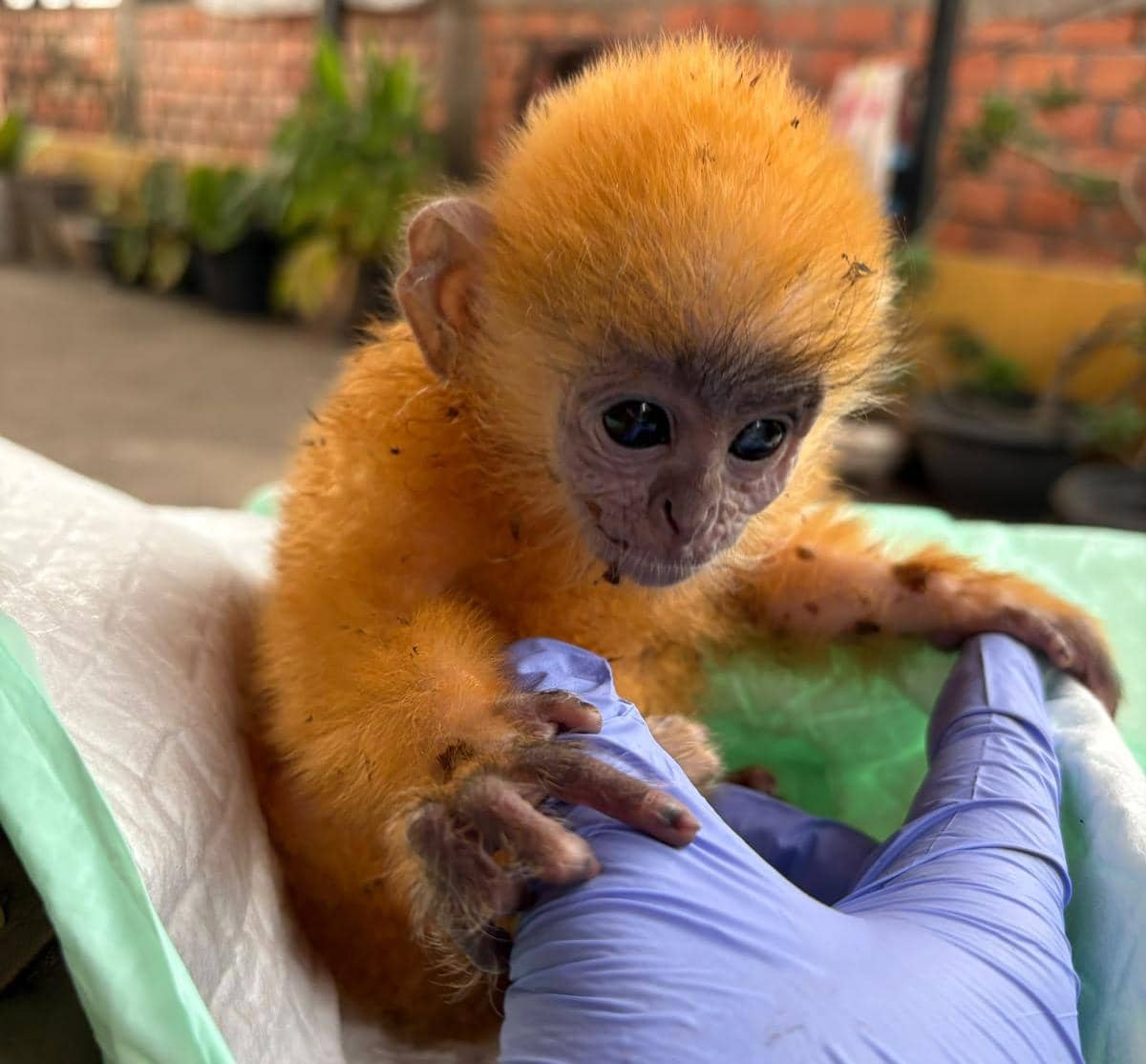 Seekor anakan lutung kelabu, Trachypithecus cristatus, yang ditemukan oleh masyarakat di Sumatera Selatan.