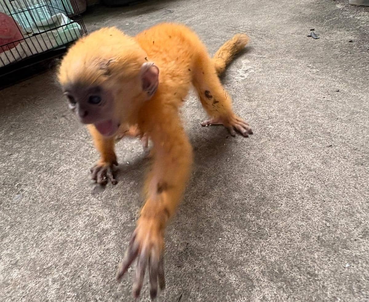 Anakan lutung kelabu atau Trachypithecus cristatus yang ditemukan oleh masyarakat dan didokumentasikan BKSDA Sumsel.