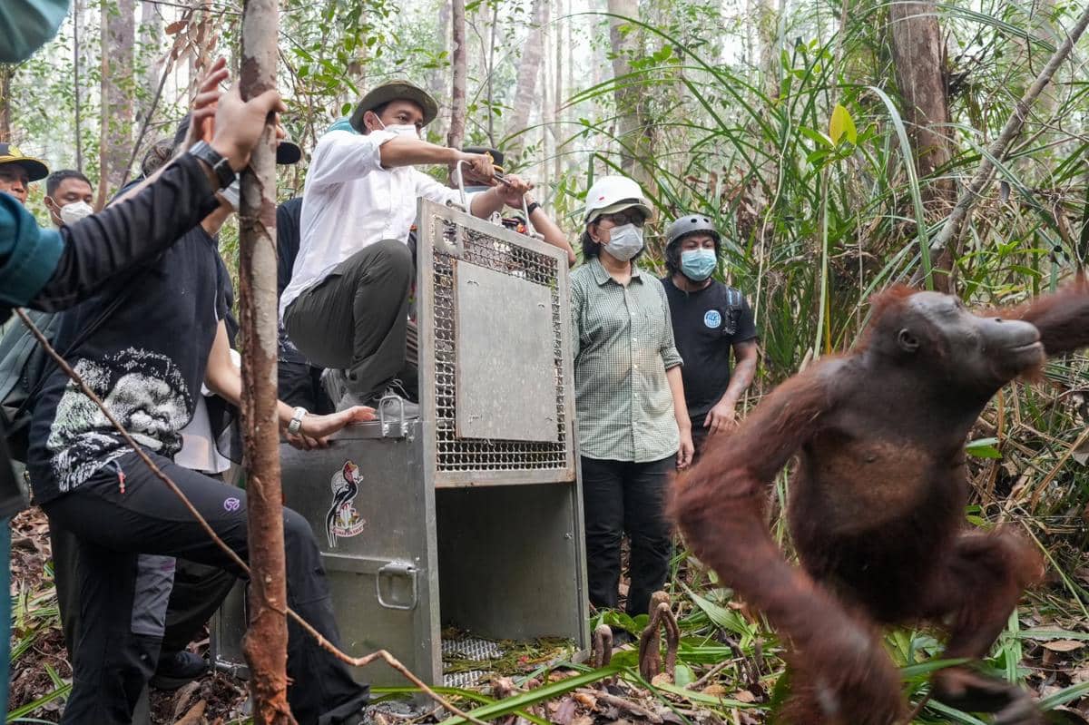 Adil dan Gigih, 2 Orangutan Hasil Rescue di Ketapang Dilepasliarkan