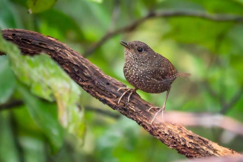 Burung Elachura formosa