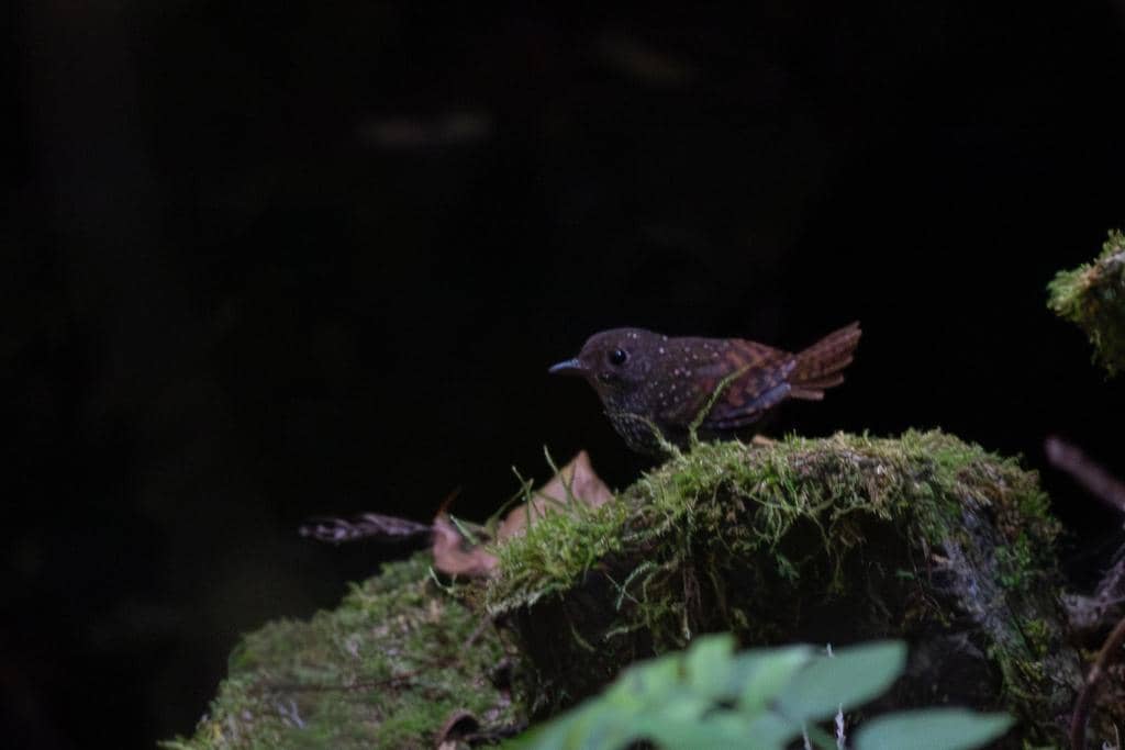Burung Elachura formosa