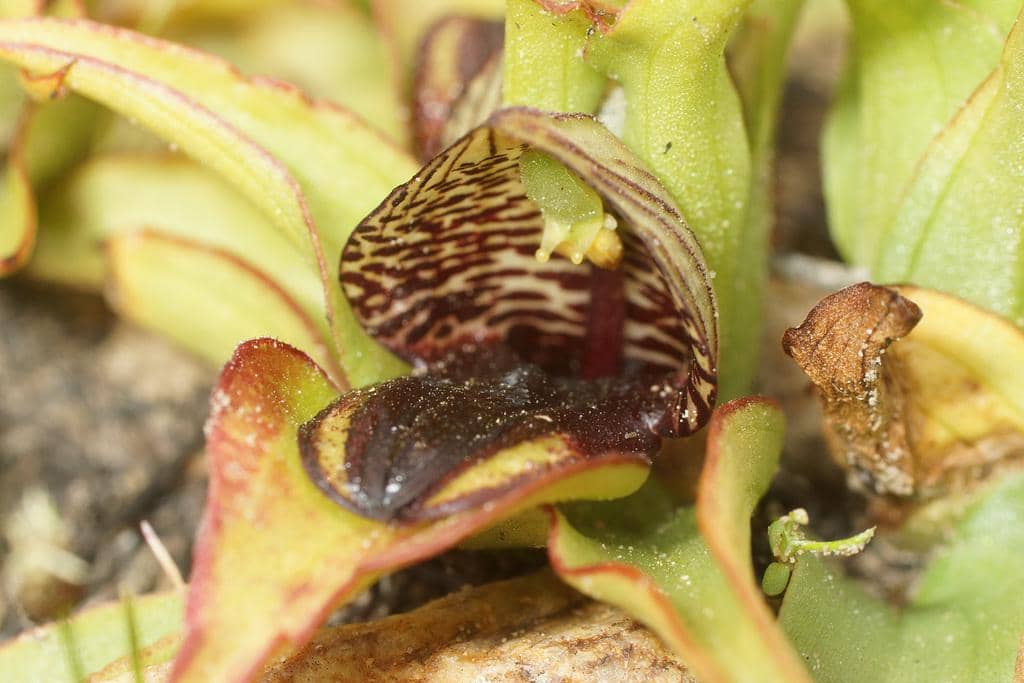 Anggrek Satyrium pumilum
