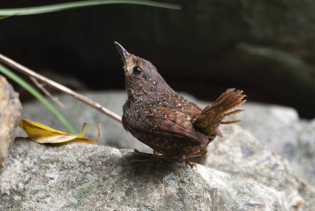 Burung Elachura formosa