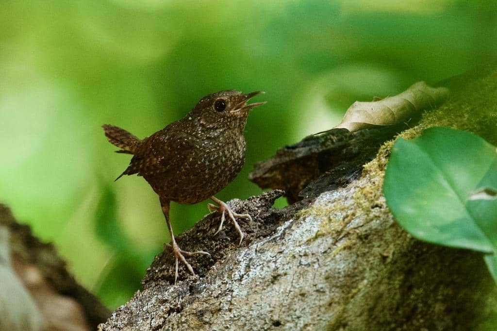 Burung Elachura formosa