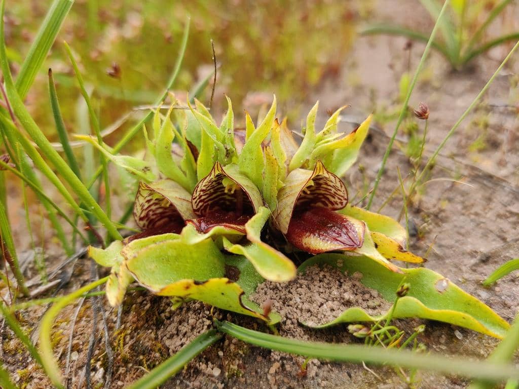5 Fakta Carrion Flower Orchid, Anggrek Bau Bangkai dari Afrika Selatan
