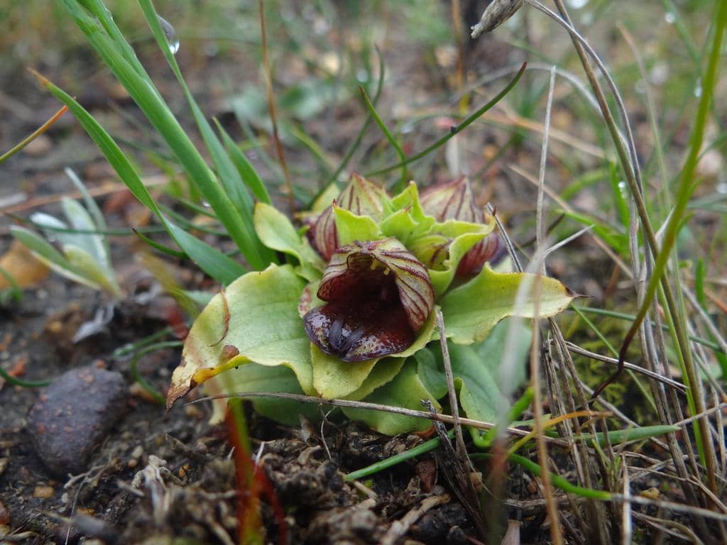 Anggrek Satyrium pumilum