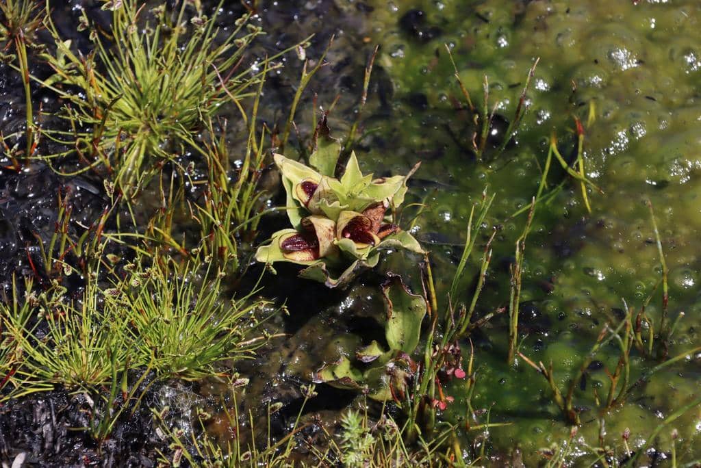 Anggrek Satyrium pumilum