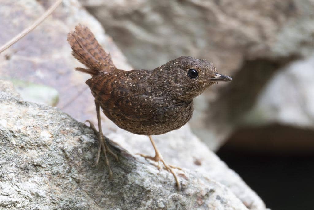 Burung Elachura formosa