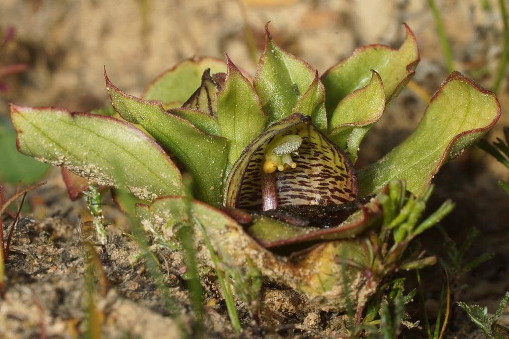 Anggrek Satyrium pumilum