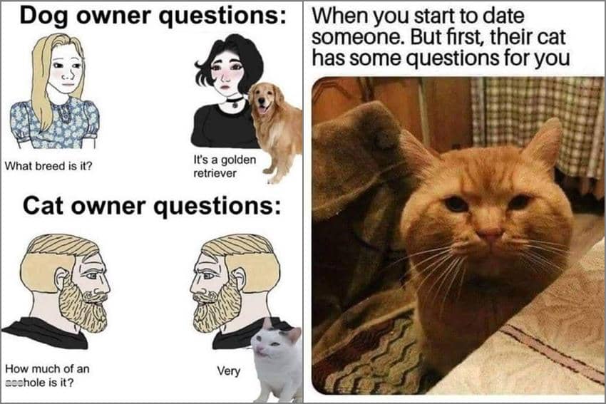 8 Meme Kucing tentang Pertanyaan, Pacar Babu Diinterogasi