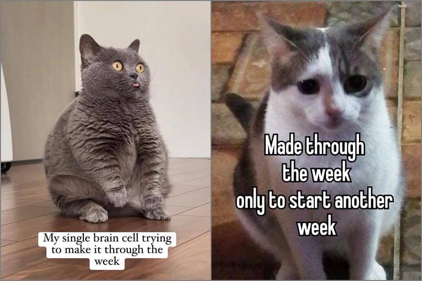 8 Meme Kucing tentang Pekan, Menjalani Seminggu yang Berat