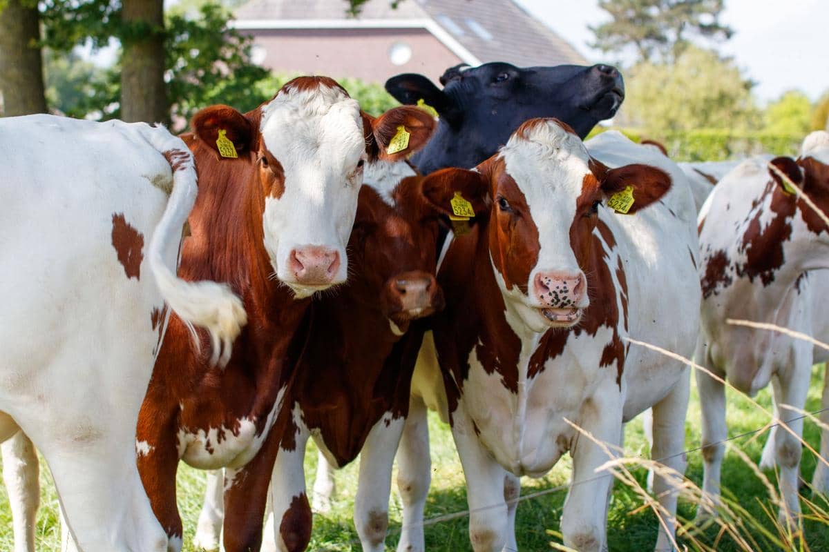 Pemerintah AS Tahan Tarif Impor Daging Sapi demi Pangkas Harga