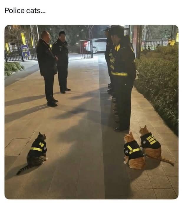 meme kucing tentang polisi