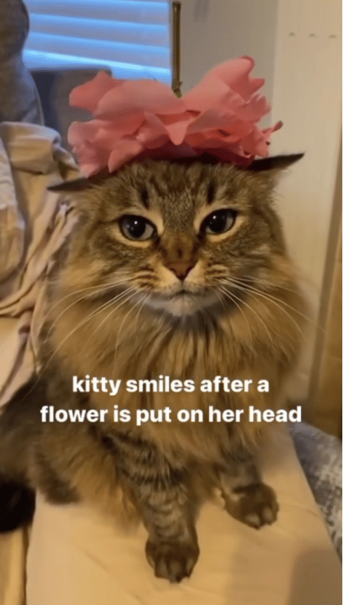 meme kucing tentang bunga