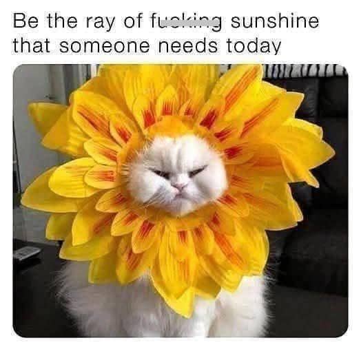 meme kucing tentang bunga