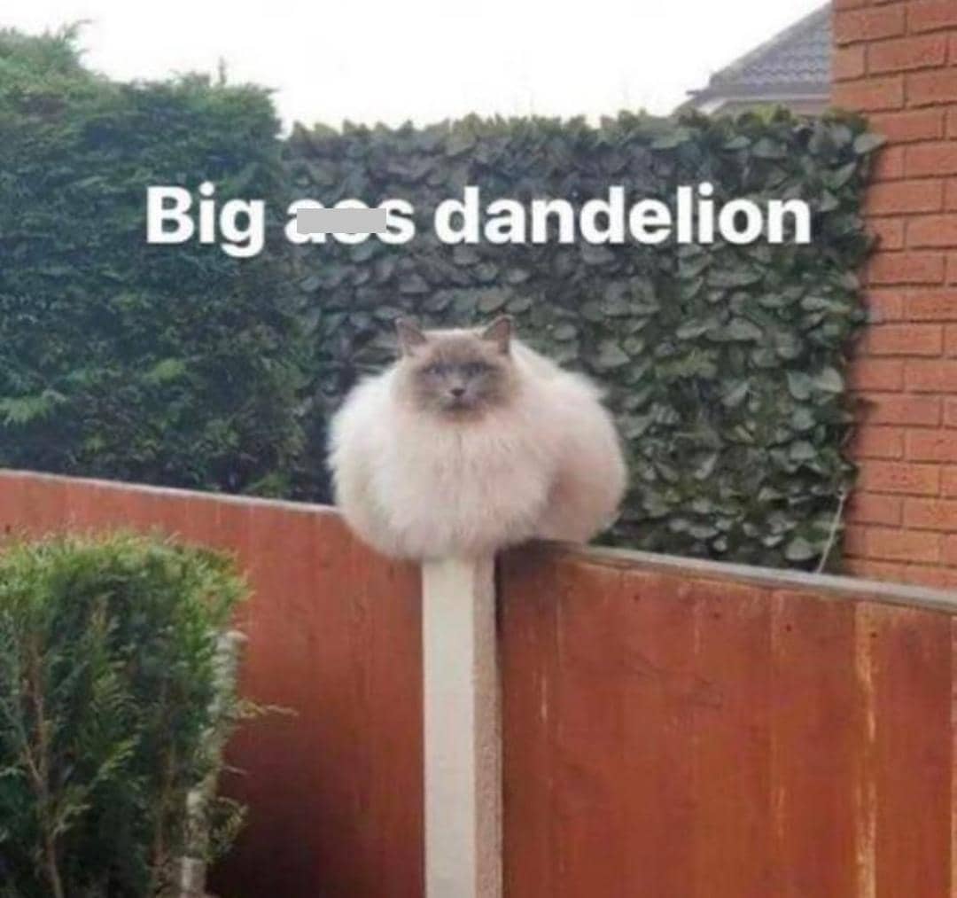 meme kucing tentang bunga