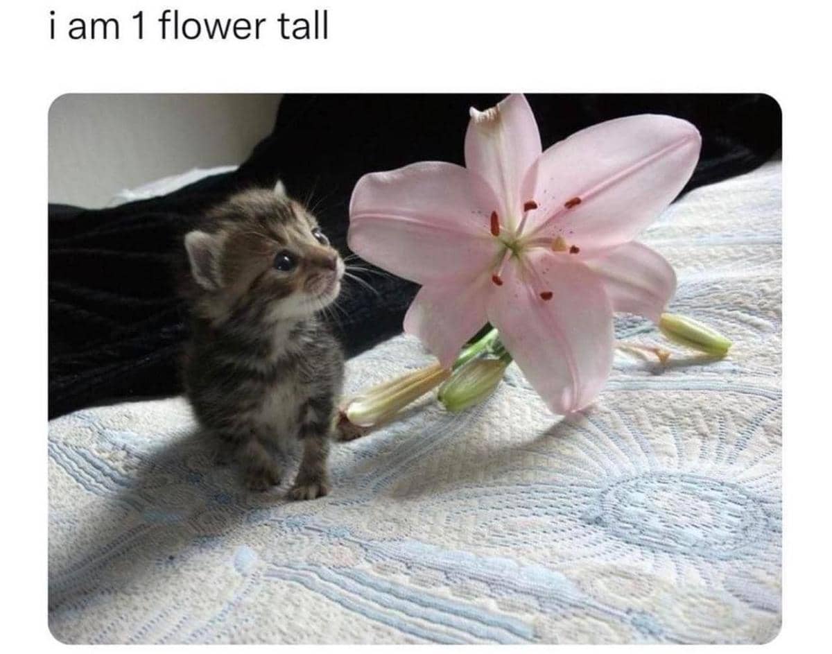 meme kucing tentang bunga