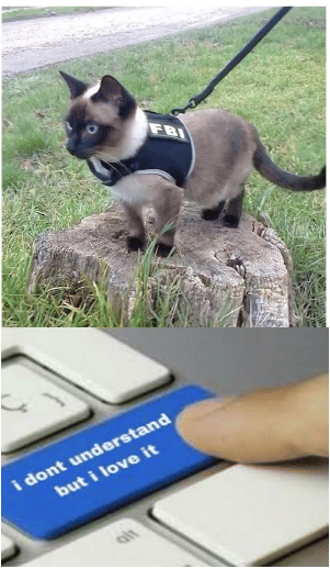 meme kucing tentang polisi