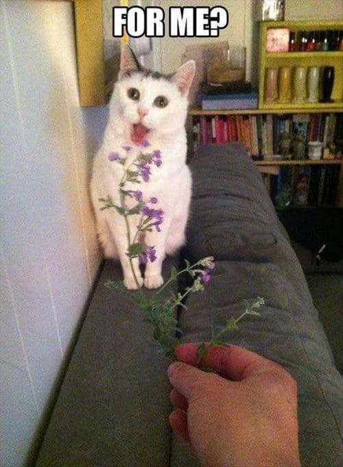meme kucing tentang bunga