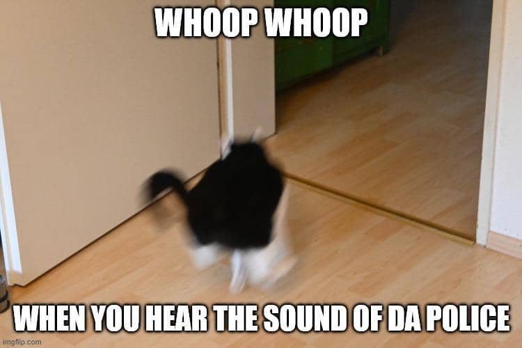 meme kucing tentang polisi