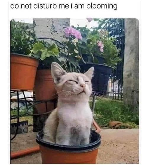 meme kucing tentang bunga