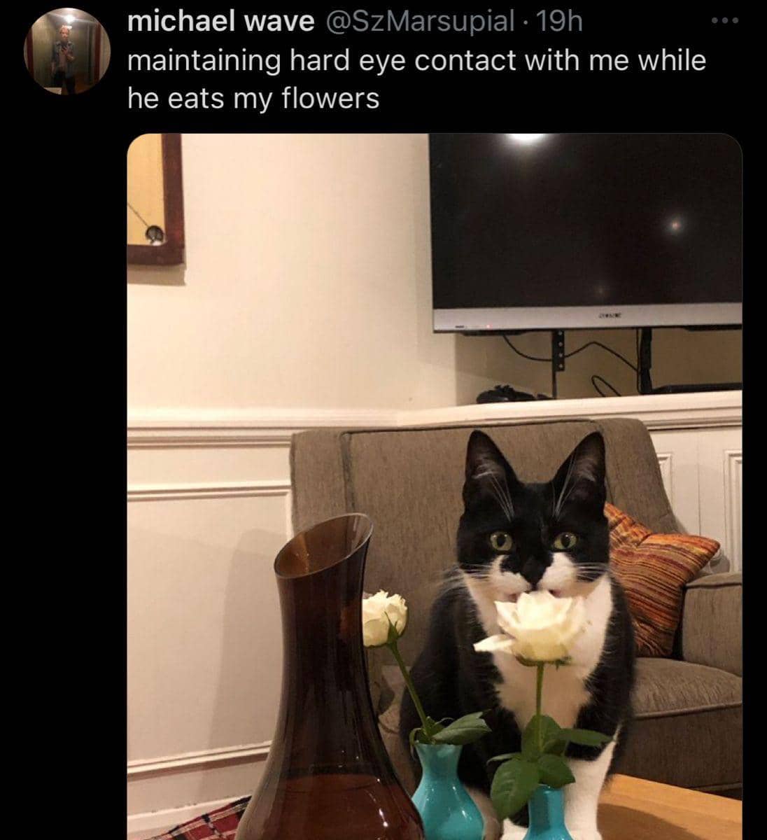 meme kucing tentang bunga